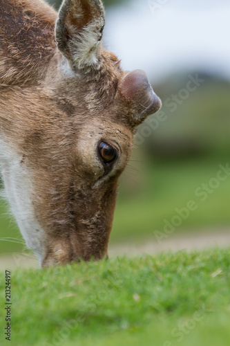 Fototapeta Naklejka Na Ścianę i Meble -  photo of a male Fallow deer grazing on green grass