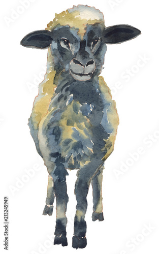 The lamb watercolor hand painted illustration photo