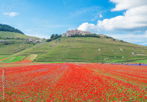 Castelluccio di Norcia, 2018 (Umbria, Italy) - The famous landscape flowering with many colors, in the highland of Sibillini Mountains, central Italy photo