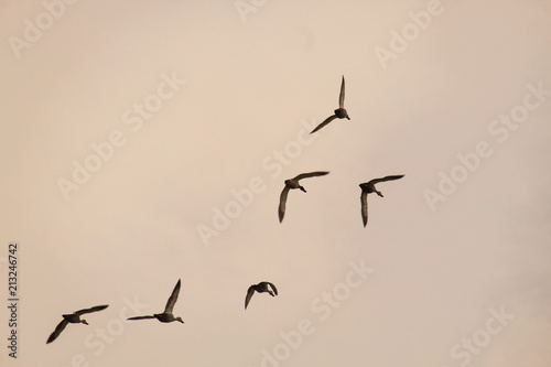 Birds flying in sky © Shiv Mer