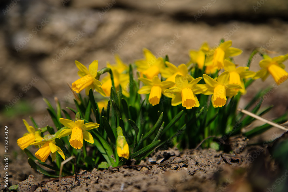 Obraz premium yellow flower