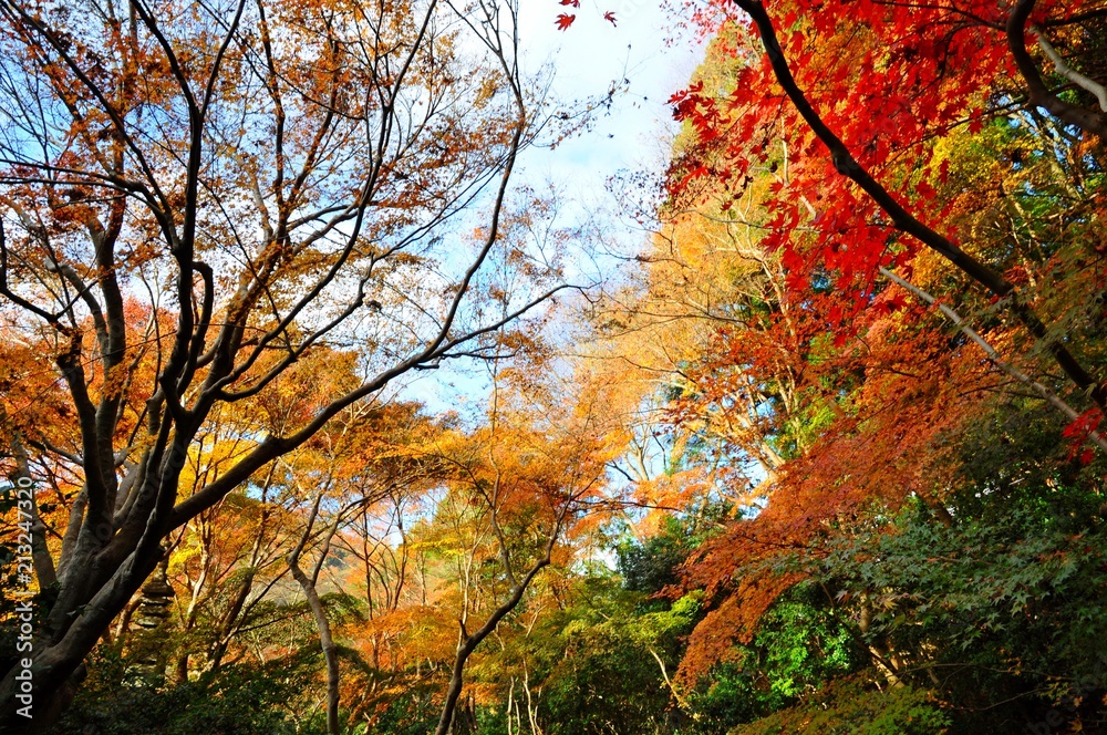 Colorful Leaves and Maple Trees in Autumn in Kyoto, Japan