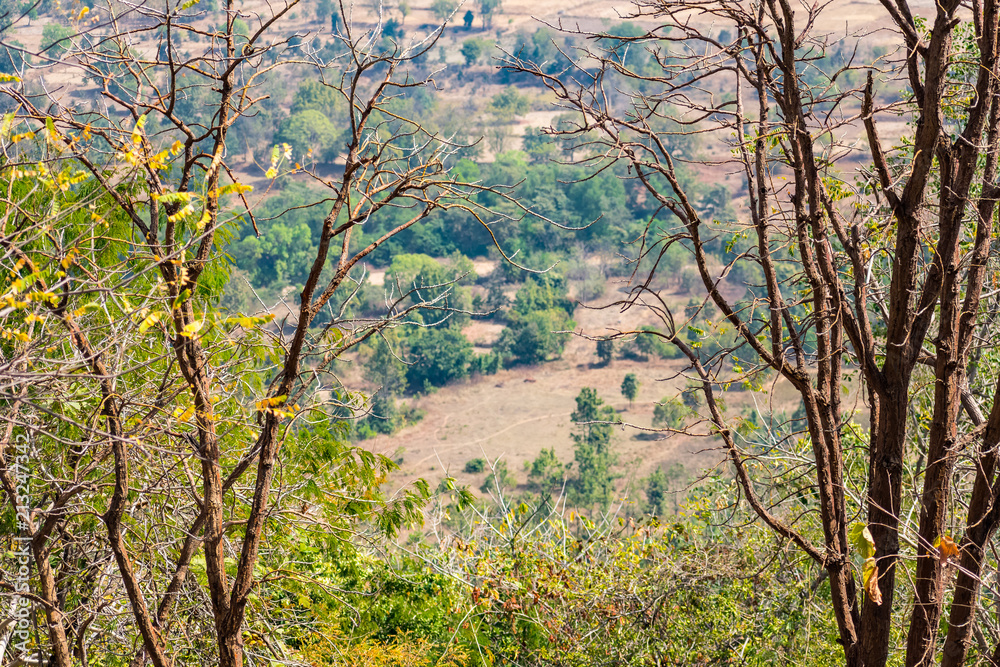 Close view of couple of trees with landscape view of indian field from the top of a rocky mountain. 