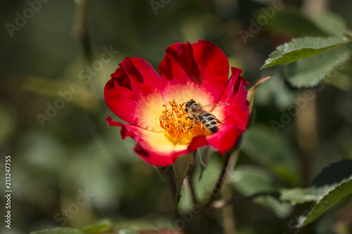 Honey bee collects flower nectar