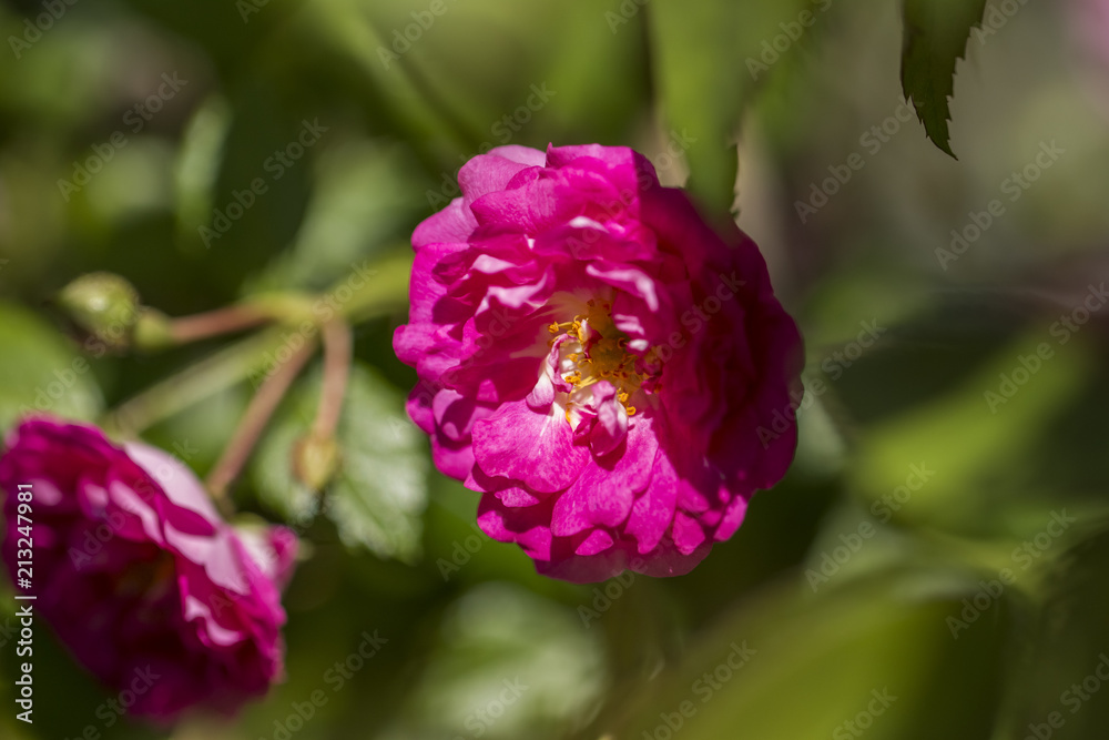 Floribunda Rose Pink