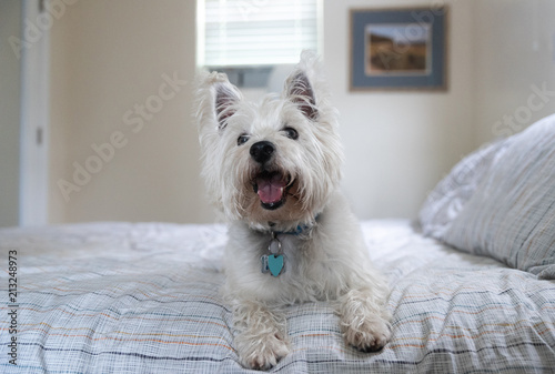 Foto Young west highland white terrier - westie