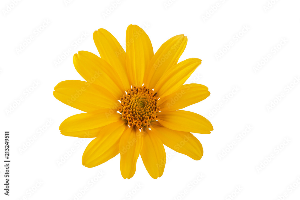 yellow flower on white background beautiful flower for designers yellow flower on white background beautiful flower for designers