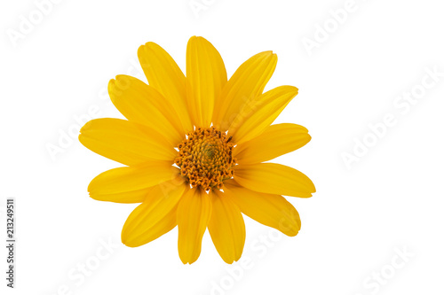 yellow flower on white background beautiful flower for designers