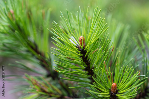 Wet shoots of a pine tree after the rain