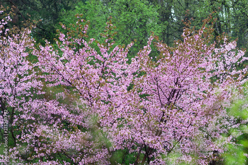 Sakura trees on a rainy day