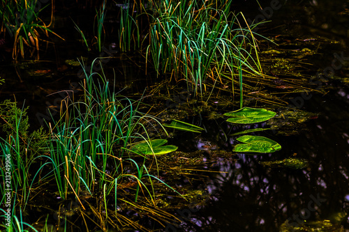 Weedy pond on a rainy day