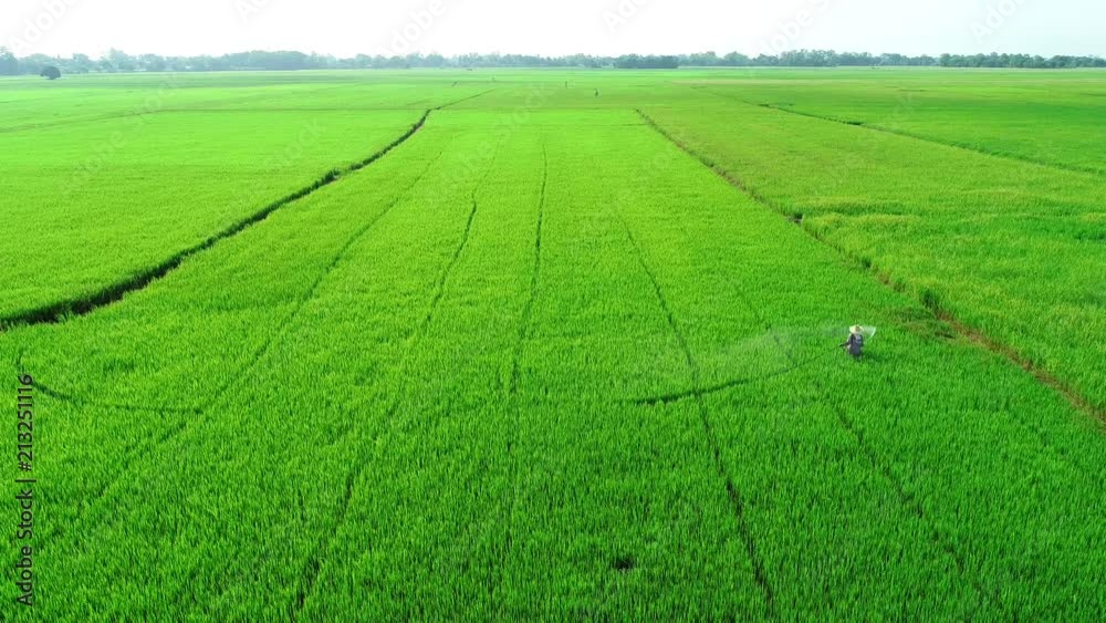 Thai farmer spraying chemical to rice field Thai farmer spraying chemical to rice field