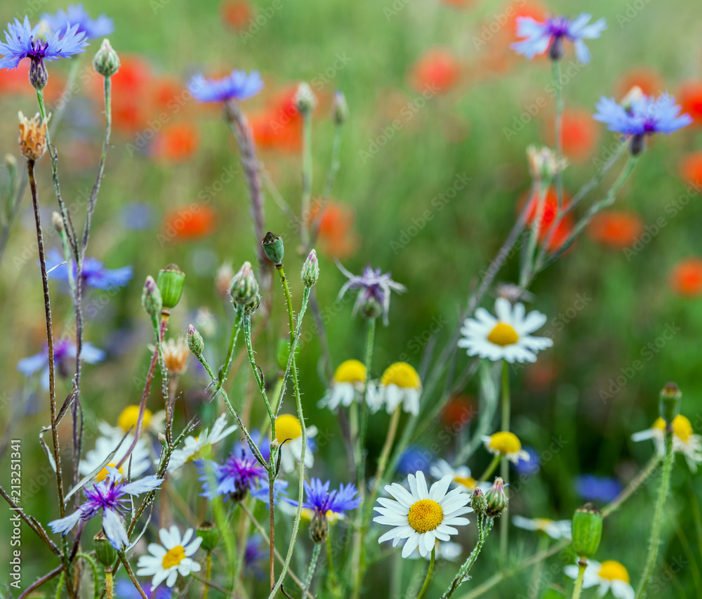 Wild flowers on the meadow.