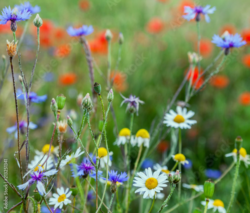 Wild flowers on the meadow.