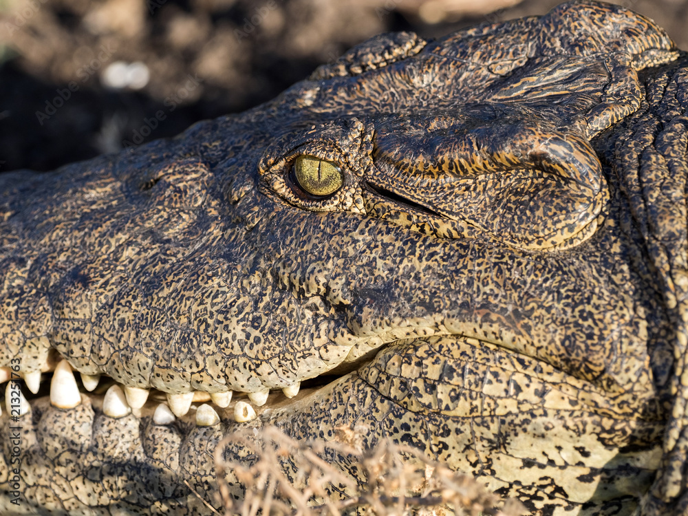 Portrait of Nile Crocodile, Crocodylus niloticus, Chobe National Park, Botswana Portrait of Nile Crocodile, Crocodylus niloticus, Chobe National Park, Botswana