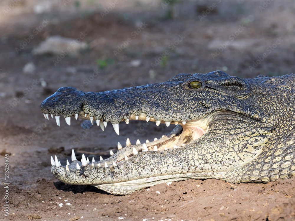Fototapeta premium Portrait of Nile Crocodile, Crocodylus niloticus, Chobe National Park, Botswana