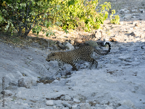 South African leopard, Panthera pardus shortridge, is very rare in Chobe National Park, Botswana photo