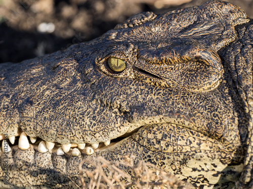 Portrait of Nile Crocodile, Crocodylus niloticus, Chobe National Park, Botswana