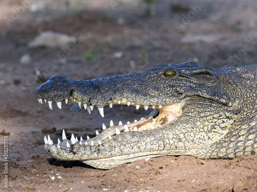 Portrait of Nile Crocodile  Crocodylus niloticus  Chobe National Park  Botswana