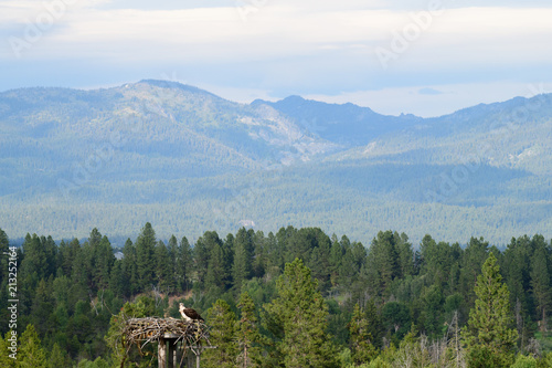 Osprey on Nest photo