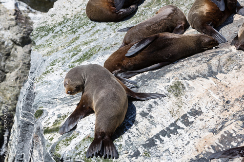 Southern fur seals basking at Milford Sound, South Island, New Zealand