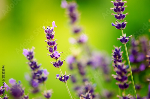 Fototapeta Naklejka Na Ścianę i Meble -  Honey bee on a lavender and collecting polen. Flying honeybee. One bee flying during sunshine day. Insect. Lavenders field with beautiful sunlight.
