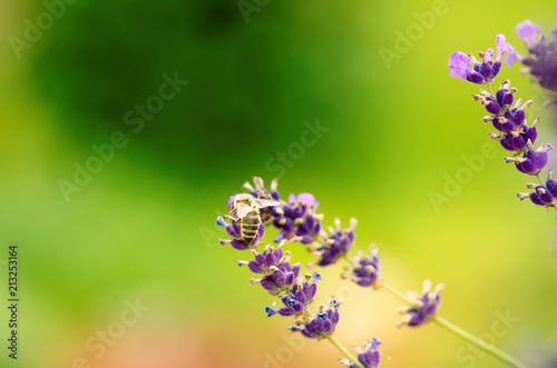 Fototapeta Naklejka Na Ścianę i Meble -  Honey bee on a lavender and collecting polen. Flying honeybee. One bee flying during sunshine day. Insect. Lavenders field with beautiful sunlight.