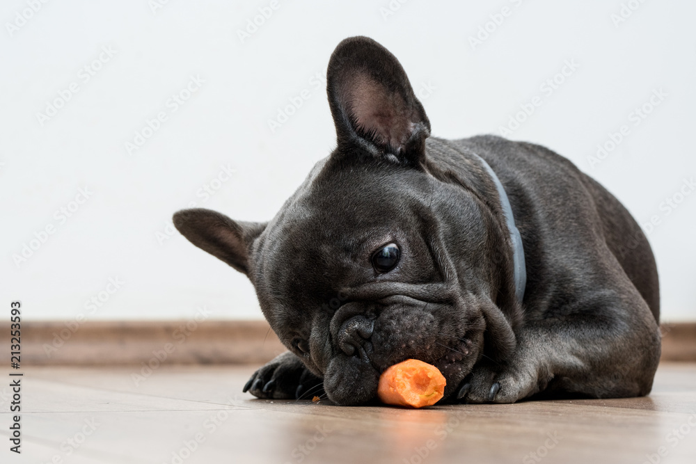 Obraz premium Funny purebreed french buldog
