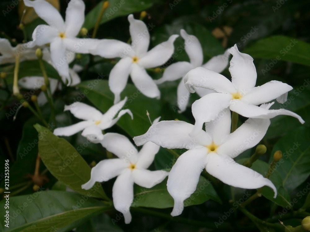 Fototapeta premium Starry White Periwinkle Flowers