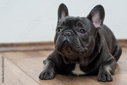 Blue purebreed french buldog