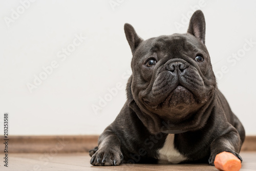 Blue purebreed french buldog