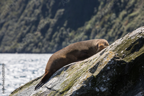 Southern fur seals basking at Milford Sound, South Island, New Zealand