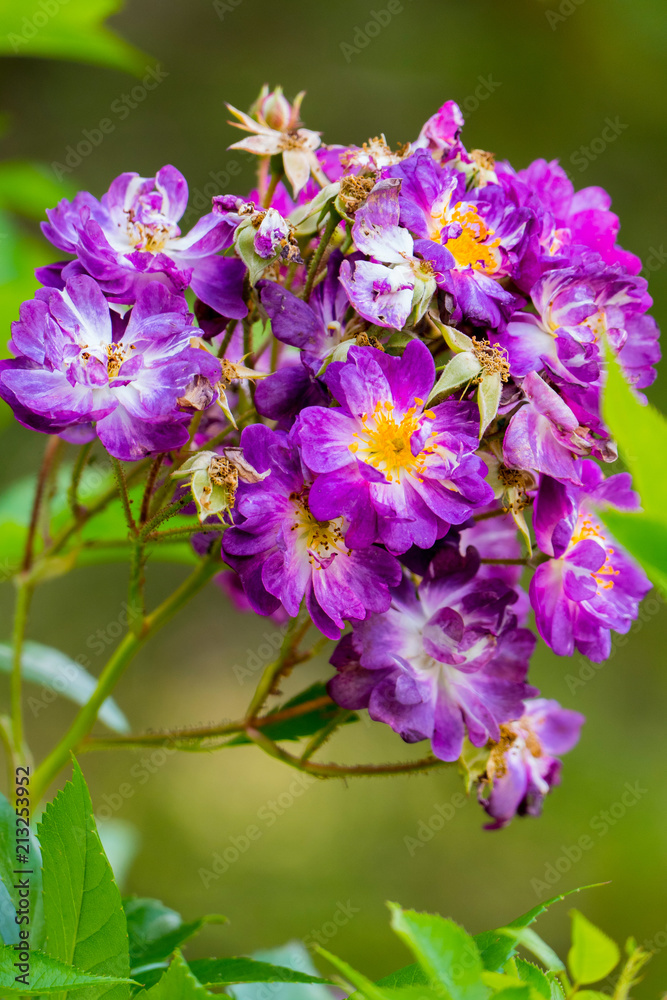Beautiful blossoming purple flower with a bright orange core Beautiful blossoming purple flower with a bright orange core