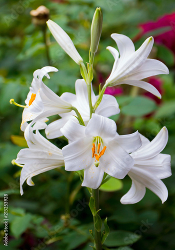 Magnificent white lilies with huge petals and yellow hearts on a high green stalk