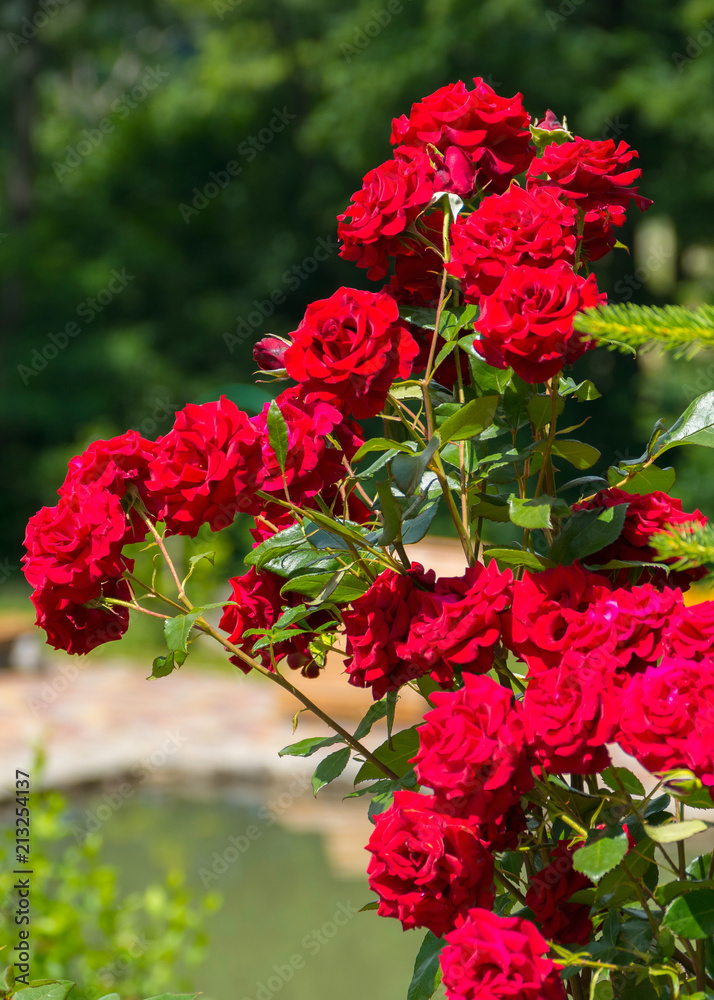 A beautiful bush of red roses with thin stems with spikes will be an ornament of any bouquet.