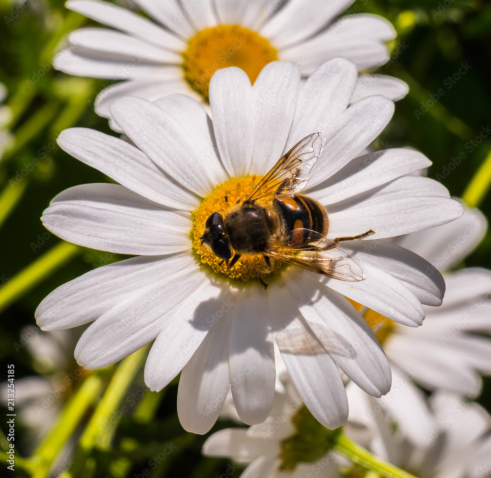 big beautiful flowers of white daisy with a bee big beautiful flowers of white daisy with a bee