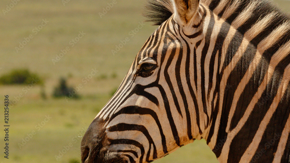 Naklejka premium Close up of a Zebra standing next to you