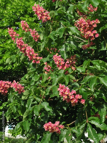 Beautiful blossoming pink flowers with green leaves under the bright spring sun