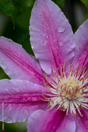Clematis with dew