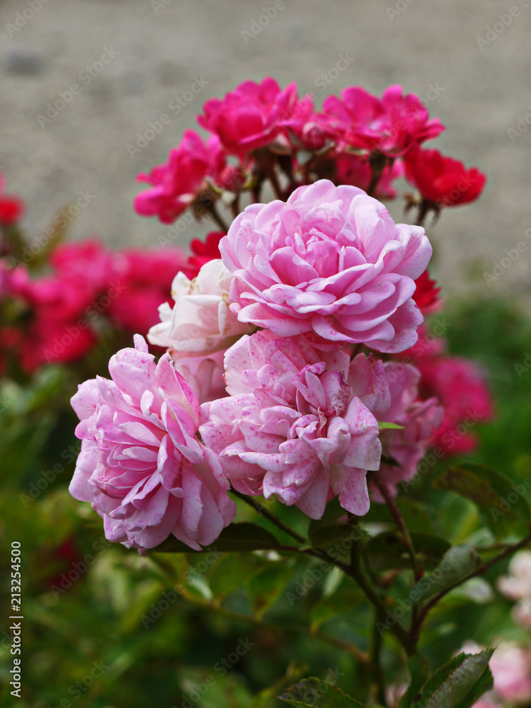 Gentle pale rose-colored bush of beautiful roses. The summer afternoon is outdoors.