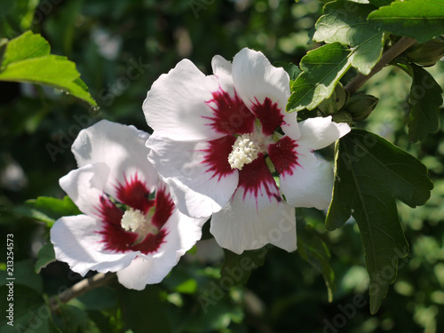 in the focus of the white with the burgundy middle of the flowers hibiscus attract a sweet nectar of insects photo