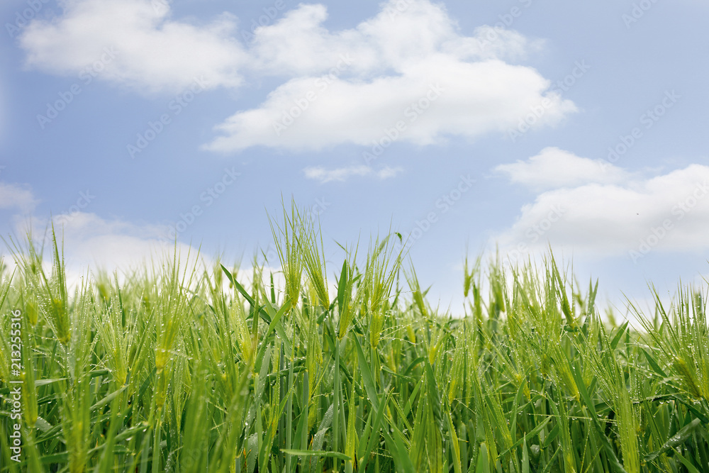  Blue sky and barley field