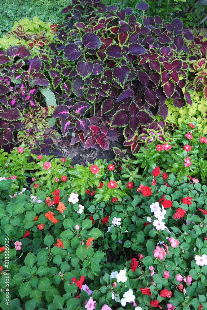 Large bright green bush with lots of colorful flowers and leaves Large bright green bush with lots of colorful flowers and leaves