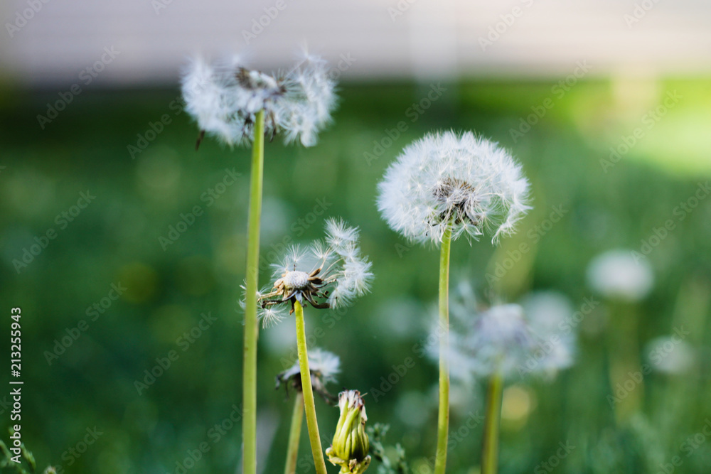 Seeded Dandelions in a Field of Green