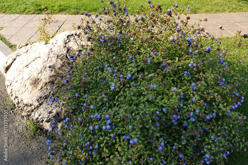 Shrub with small beautiful blue flowers and green leaves in the rays of the summer sun grew on a stone photo