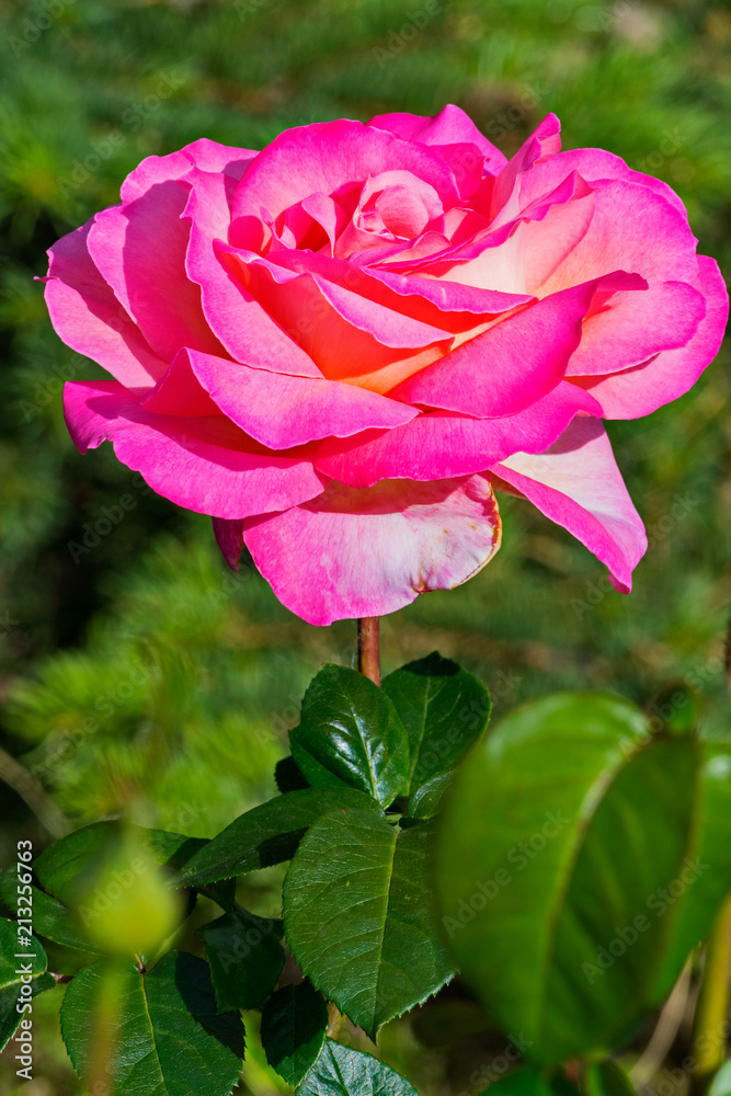 pale pink petals juicy green leaves all this rose on a thin stalk pale pink petals juicy green leaves all this rose on a thin stalk