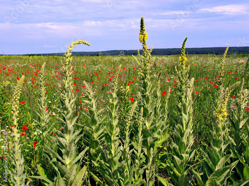 Field with bright red poppies and not yet blossoming yellow mallows along the perimeter photo