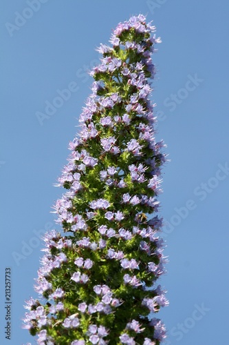 Echium pininana,vipérine des canaries photo