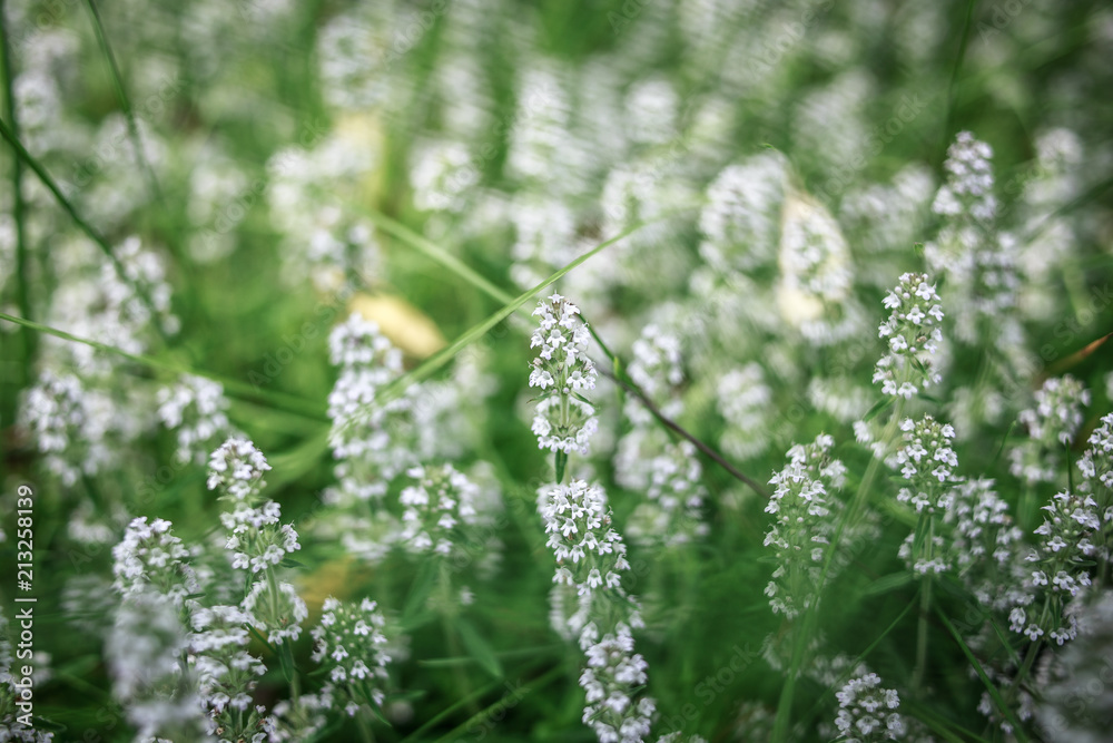 White flowers with green grass White flowers with green grass
