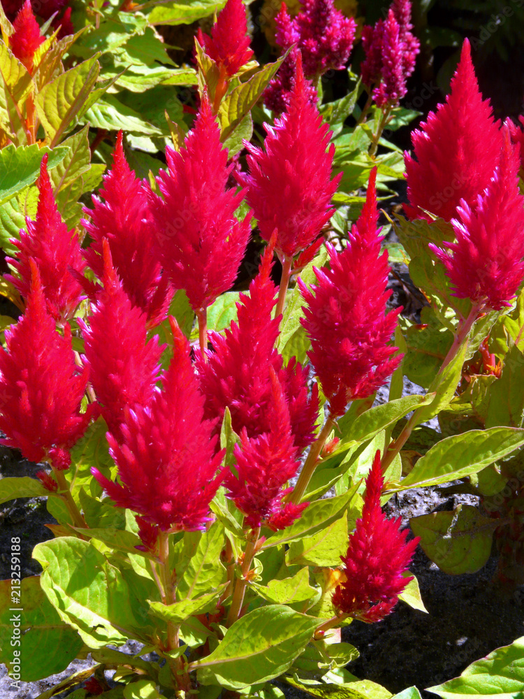 A bed of brightly-raspberry-healing decorates the flower bed with its beauty A bed of brightly-raspberry-healing decorates the flower bed with its beauty